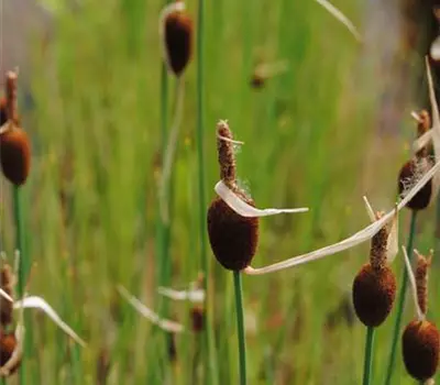 Typha minima