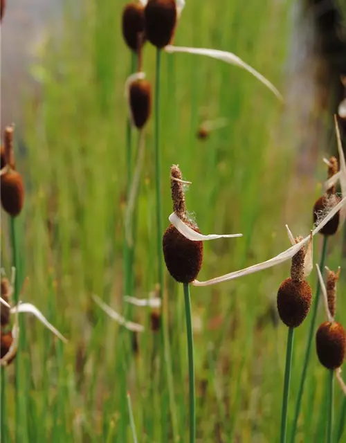 Typha minima