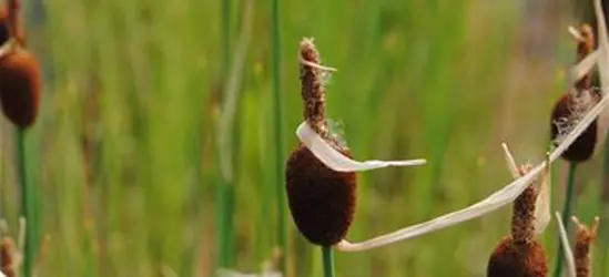 Typha minima