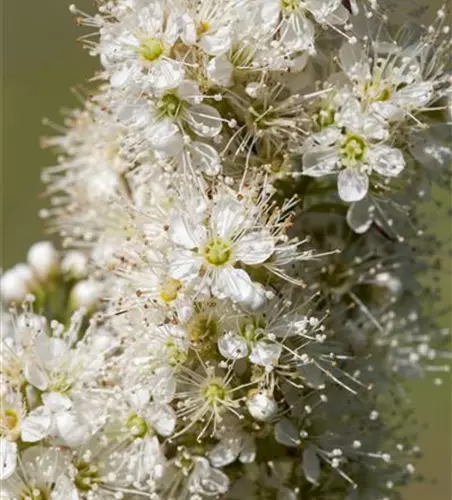 Sorbaria sorbifolia