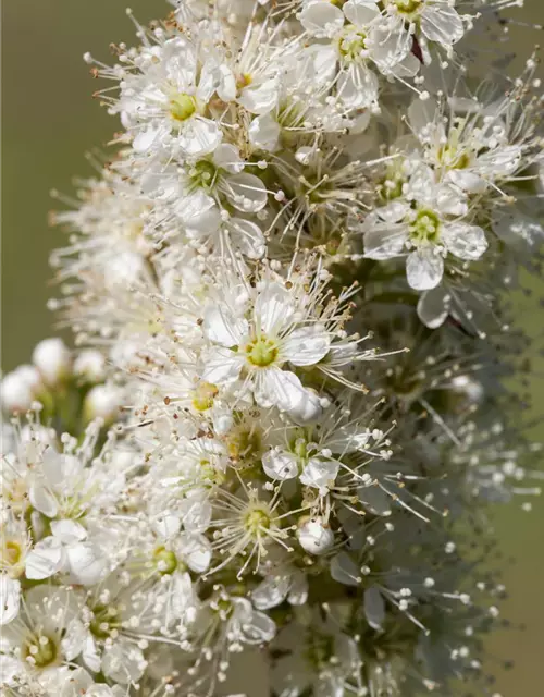 Sorbaria sorbifolia