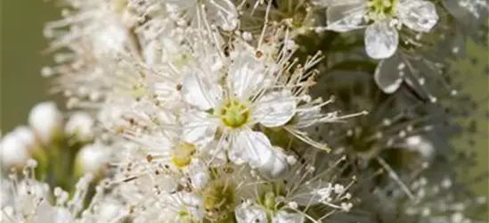 Sorbaria sorbifolia