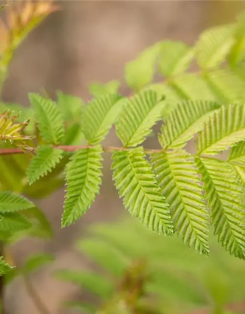 Sorbaria sorbifolia