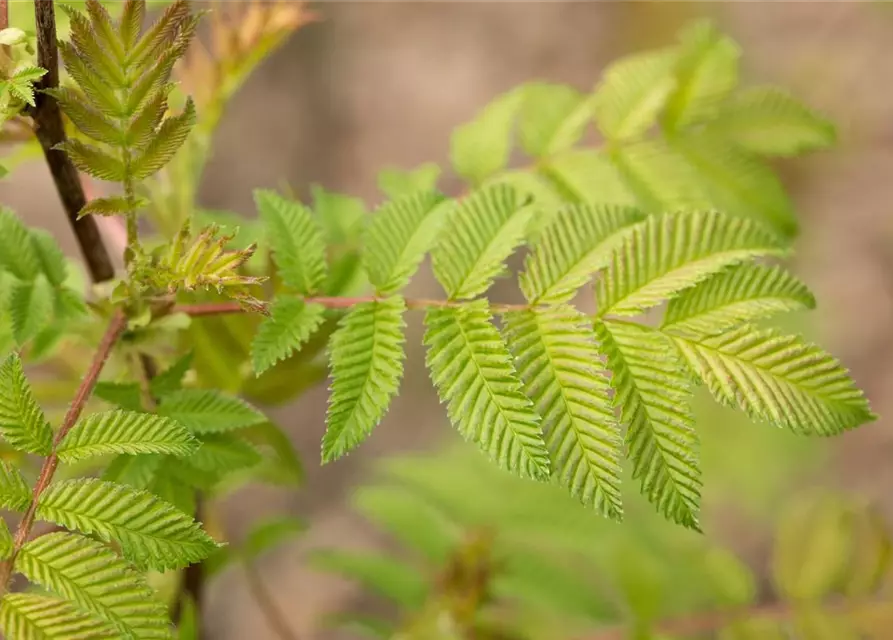 Sorbaria sorbifolia