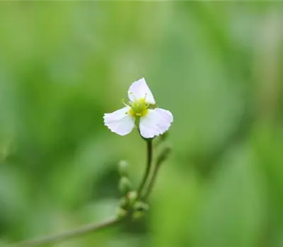 Sagittaria sagittifolia