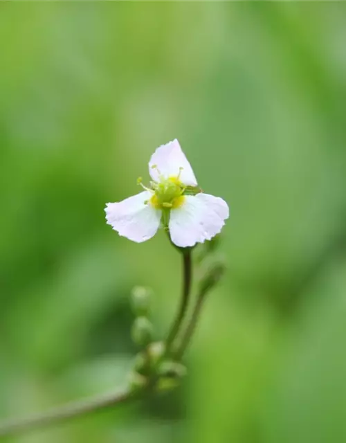 Sagittaria sagittifolia