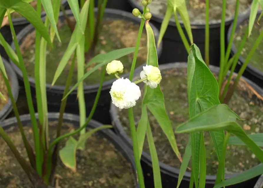 Sagittaria sagittifolia