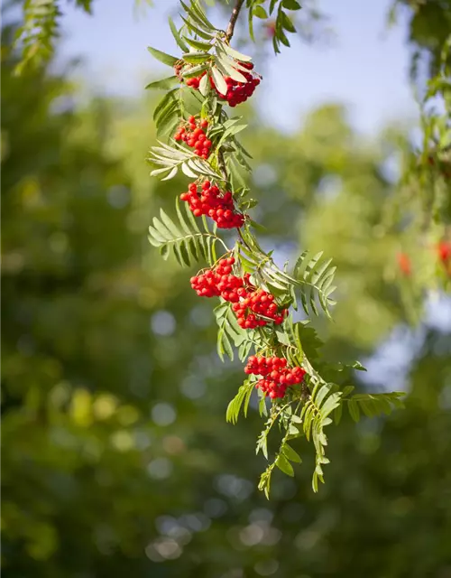 Sorbus aucuparia