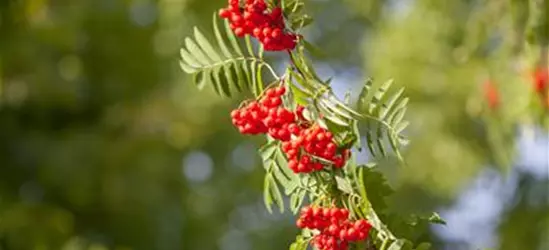 Sorbus aucuparia