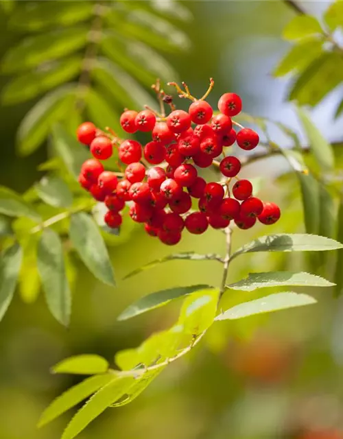 Sorbus aucuparia