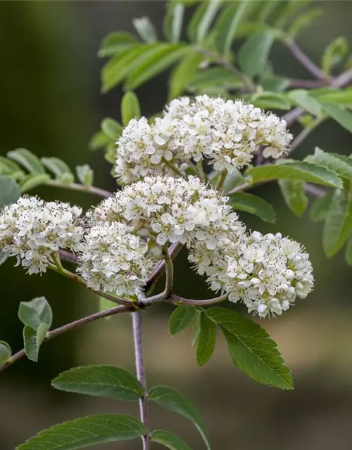 Sorbus aucuparia 'Edulis'