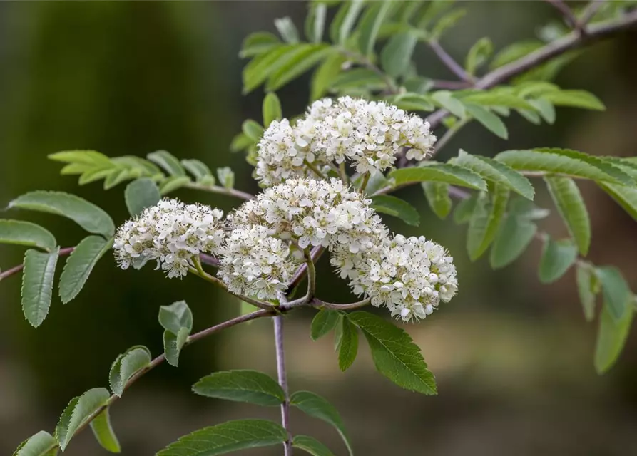 Sorbus aucuparia 'Edulis'