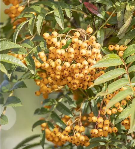 Sorbus aucuparia 'Autumn Spire'®