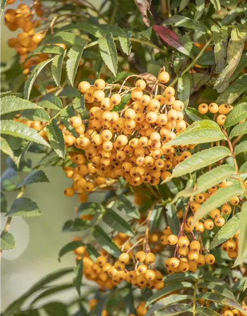 Sorbus aucuparia 'Autumn Spire'®