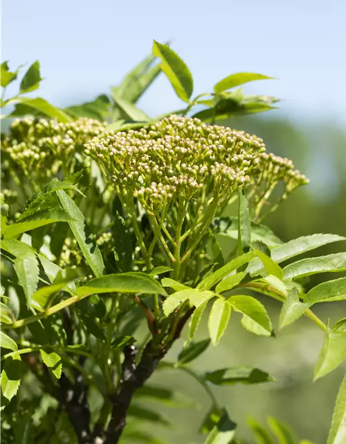 Sorbus aucuparia 'Autumn Spire'®