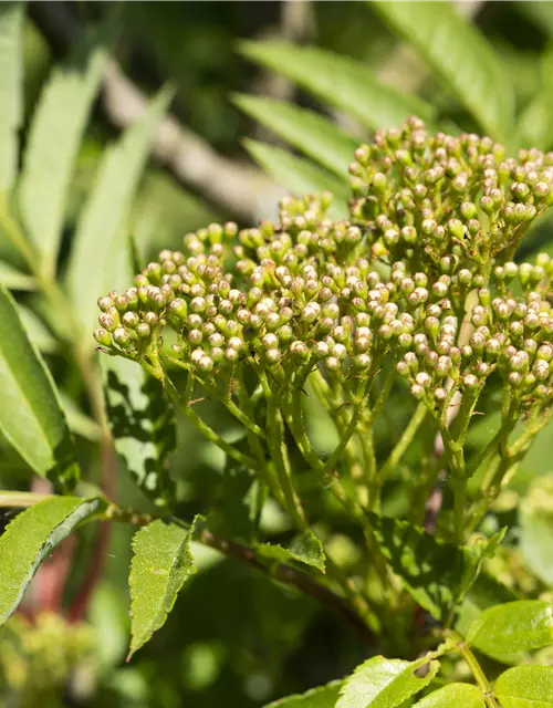 Sorbus aucuparia 'Autumn Spire'®