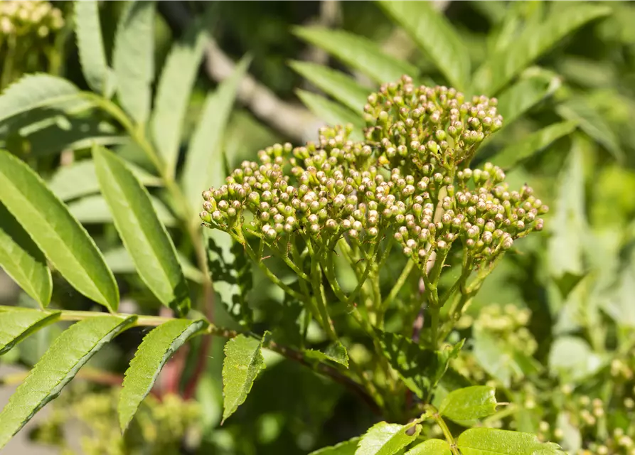 Sorbus aucuparia 'Autumn Spire'®