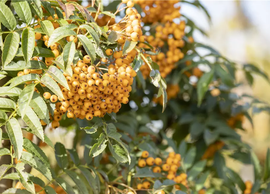 Sorbus aucuparia 'Autumn Spire'®