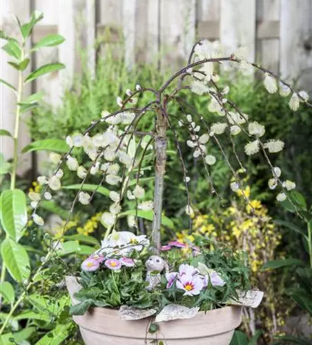 Salix caprea 'Pendula'