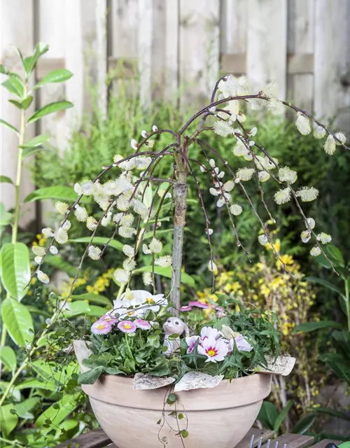 Salix caprea 'Pendula'