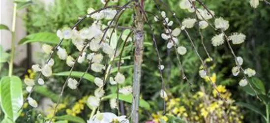 Salix caprea 'Pendula'