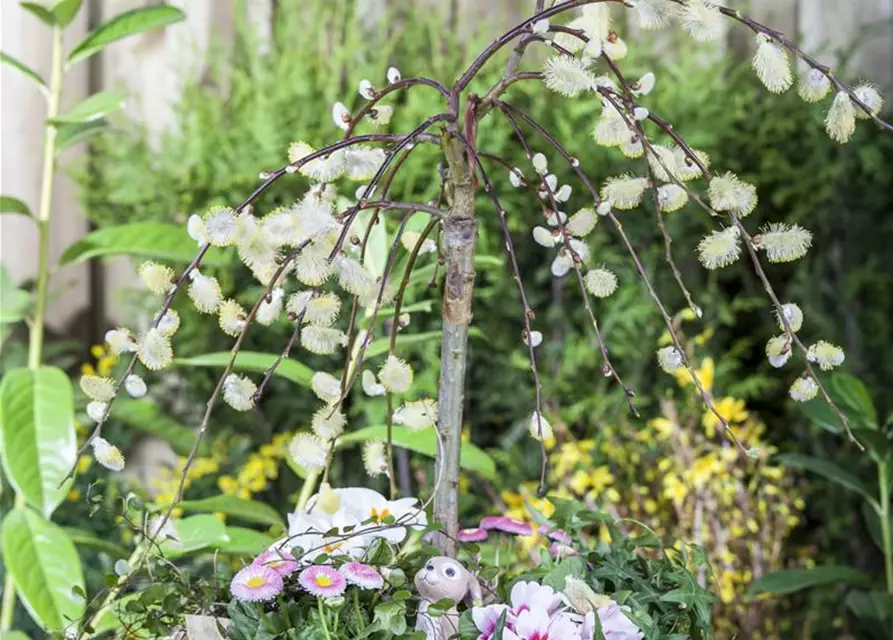 Salix caprea 'Pendula'