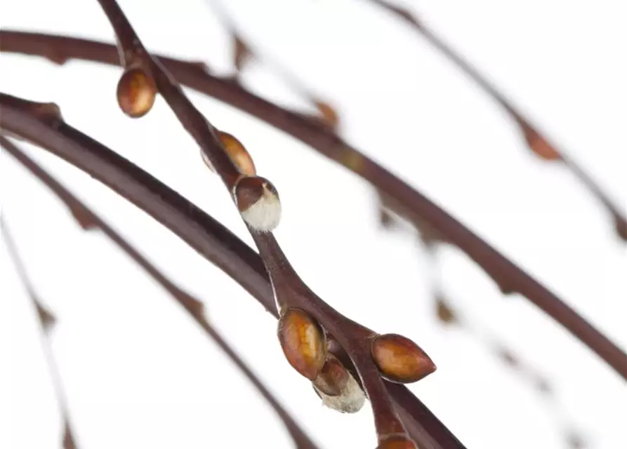 Salix caprea 'Pendula'