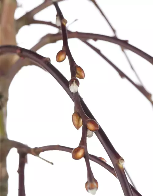 Salix caprea 'Pendula'