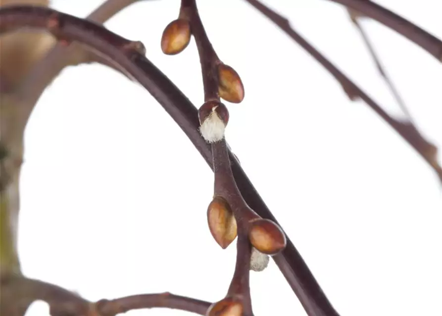 Salix caprea 'Pendula'