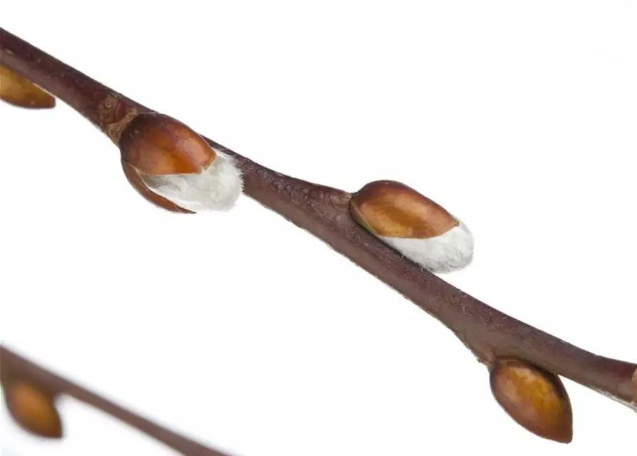 Salix caprea 'Pendula'