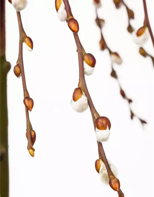 Salix caprea 'Pendula'