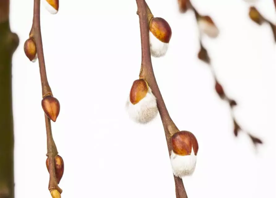 Salix caprea 'Pendula'