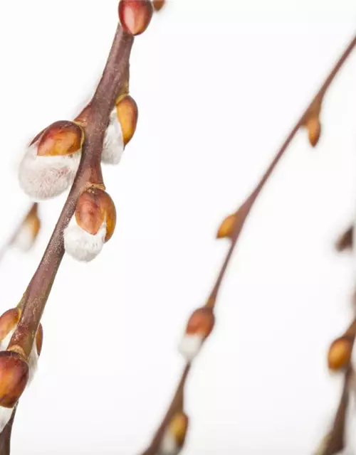 Salix caprea 'Pendula'