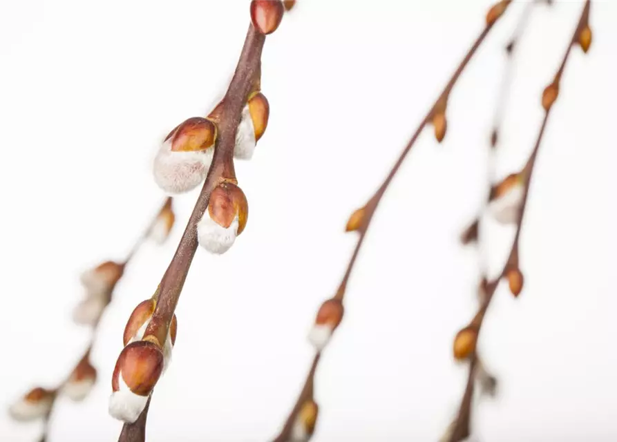 Salix caprea 'Pendula'