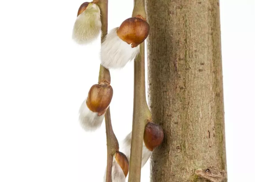 Salix caprea 'Pendula'