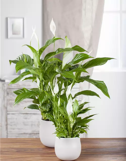 Spathiphyllum floribundum