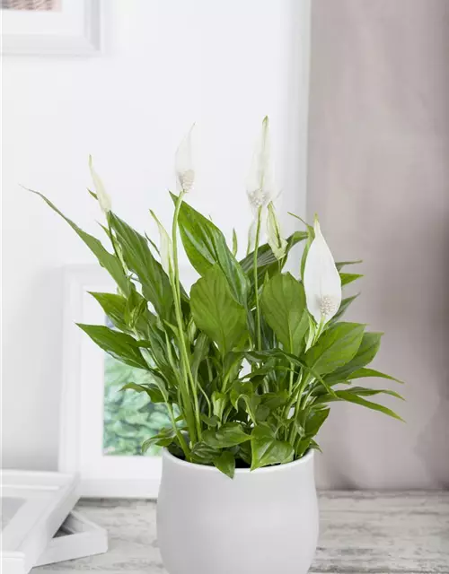 Spathiphyllum floribundum