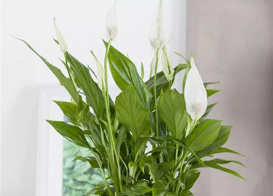 Spathiphyllum floribundum