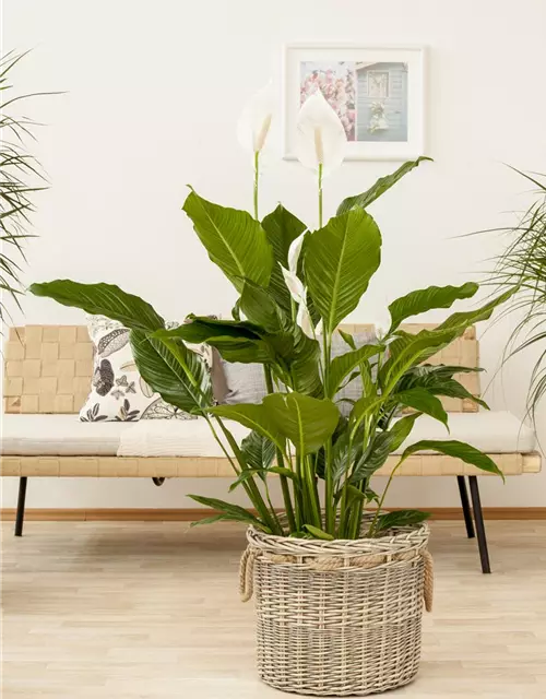 Spathiphyllum floribundum