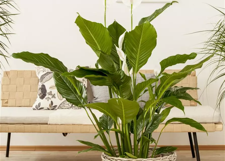 Spathiphyllum floribundum