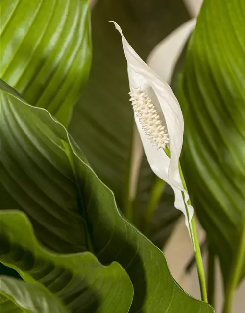 Spathiphyllum floribundum