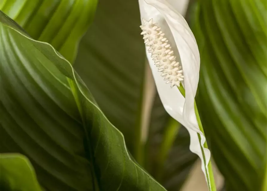 Spathiphyllum floribundum