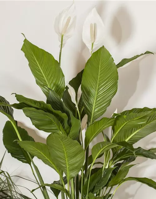 Spathiphyllum floribundum