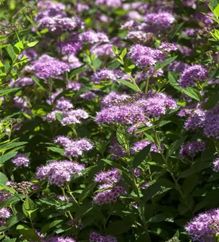 Spiraea japonica