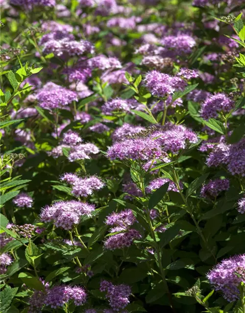 Spiraea japonica