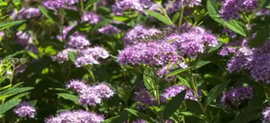 Spiraea japonica