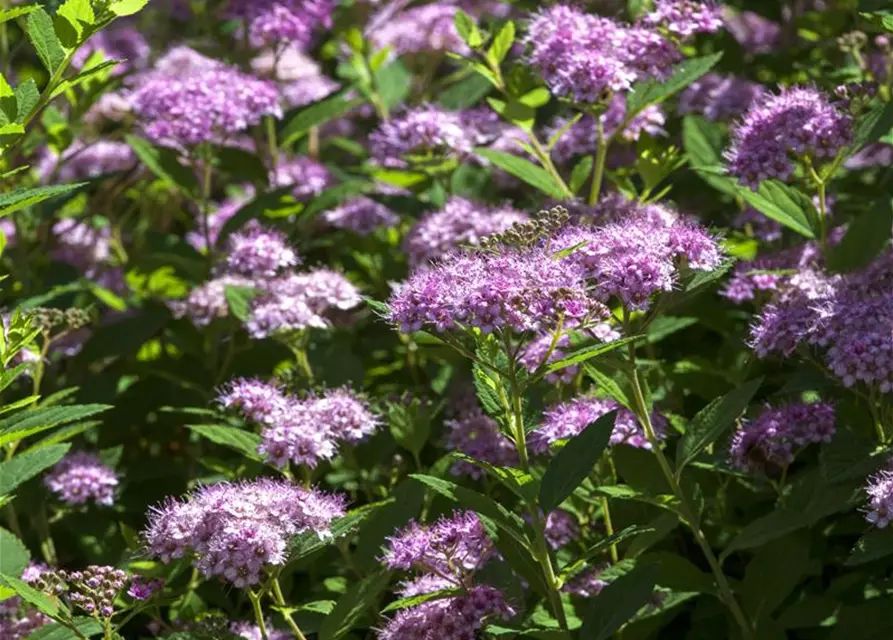 Spiraea japonica