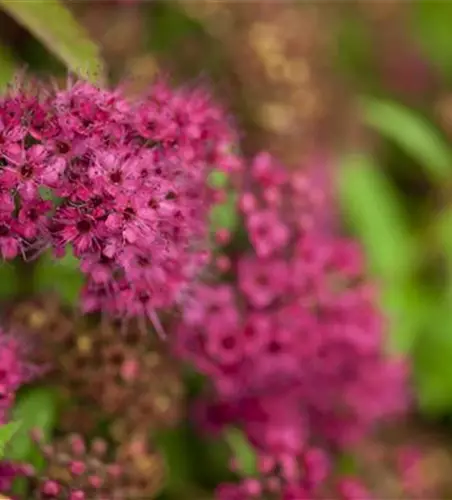 Spiraea japonica 'Anthony Waterer'