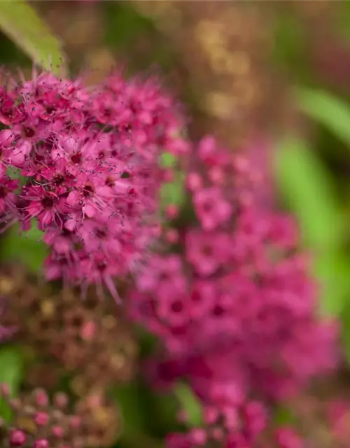 Spiraea japonica 'Anthony Waterer'