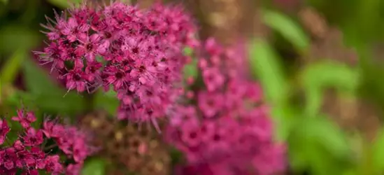 Spiraea japonica 'Anthony Waterer'